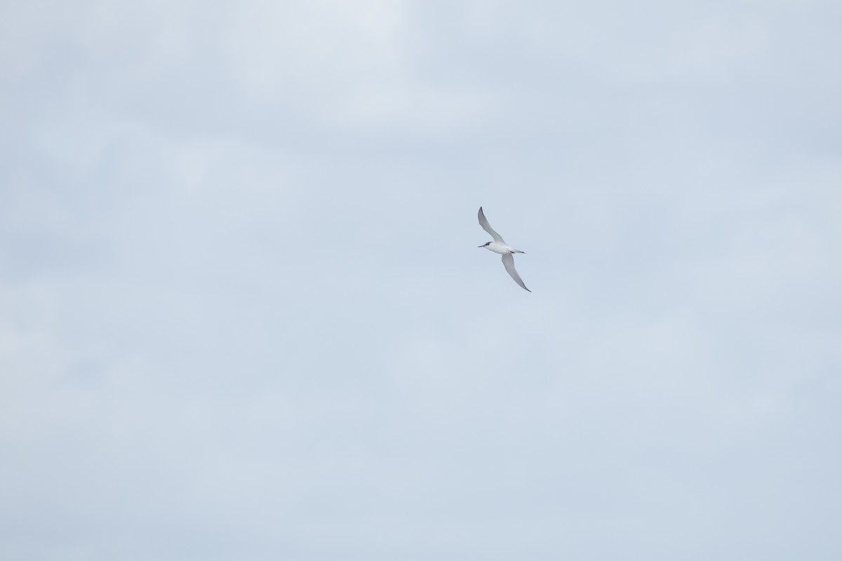 Sandwich Tern - ML641931687