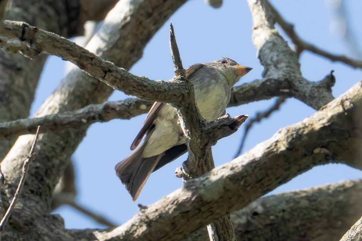Eastern Wood-Pewee - ML641931688