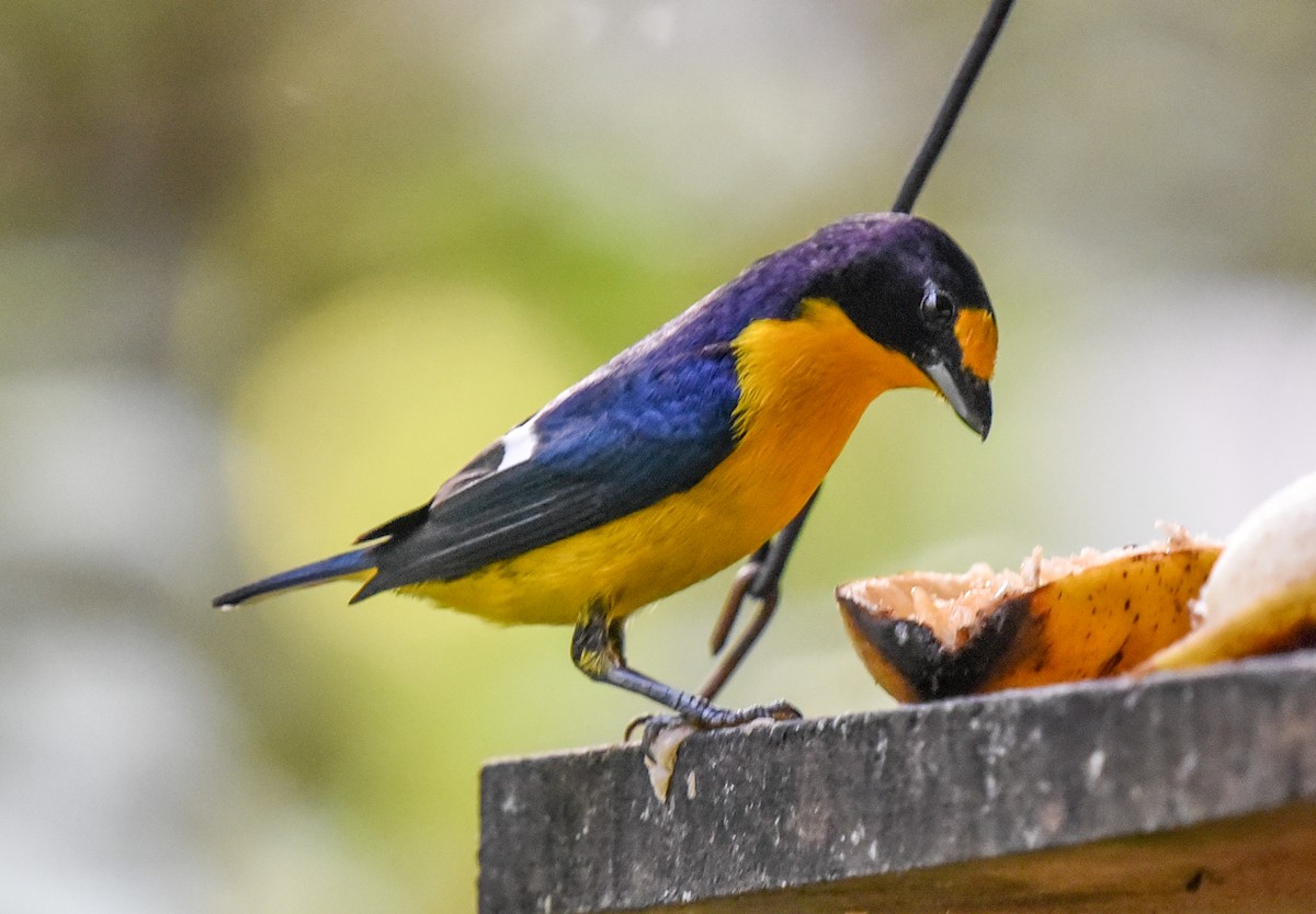 Violaceous Euphonia - ML641931718