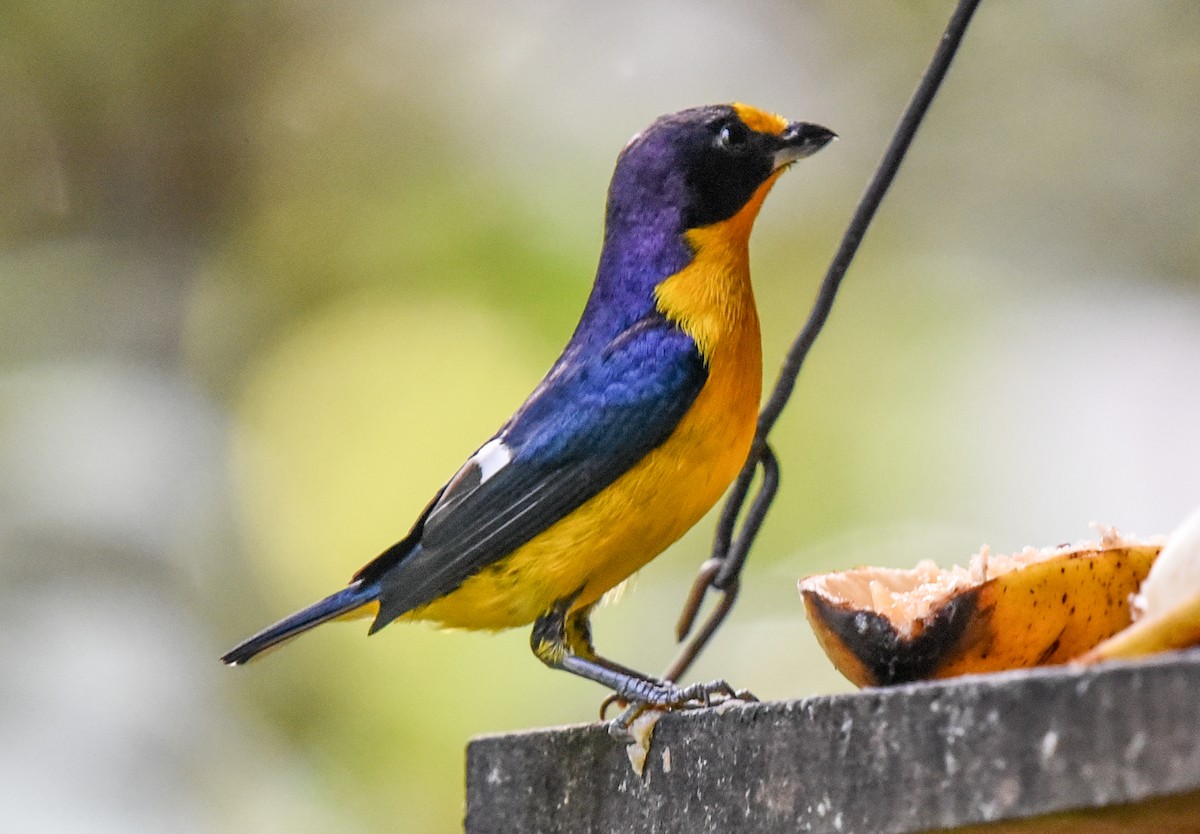 Violaceous Euphonia - ML641931720