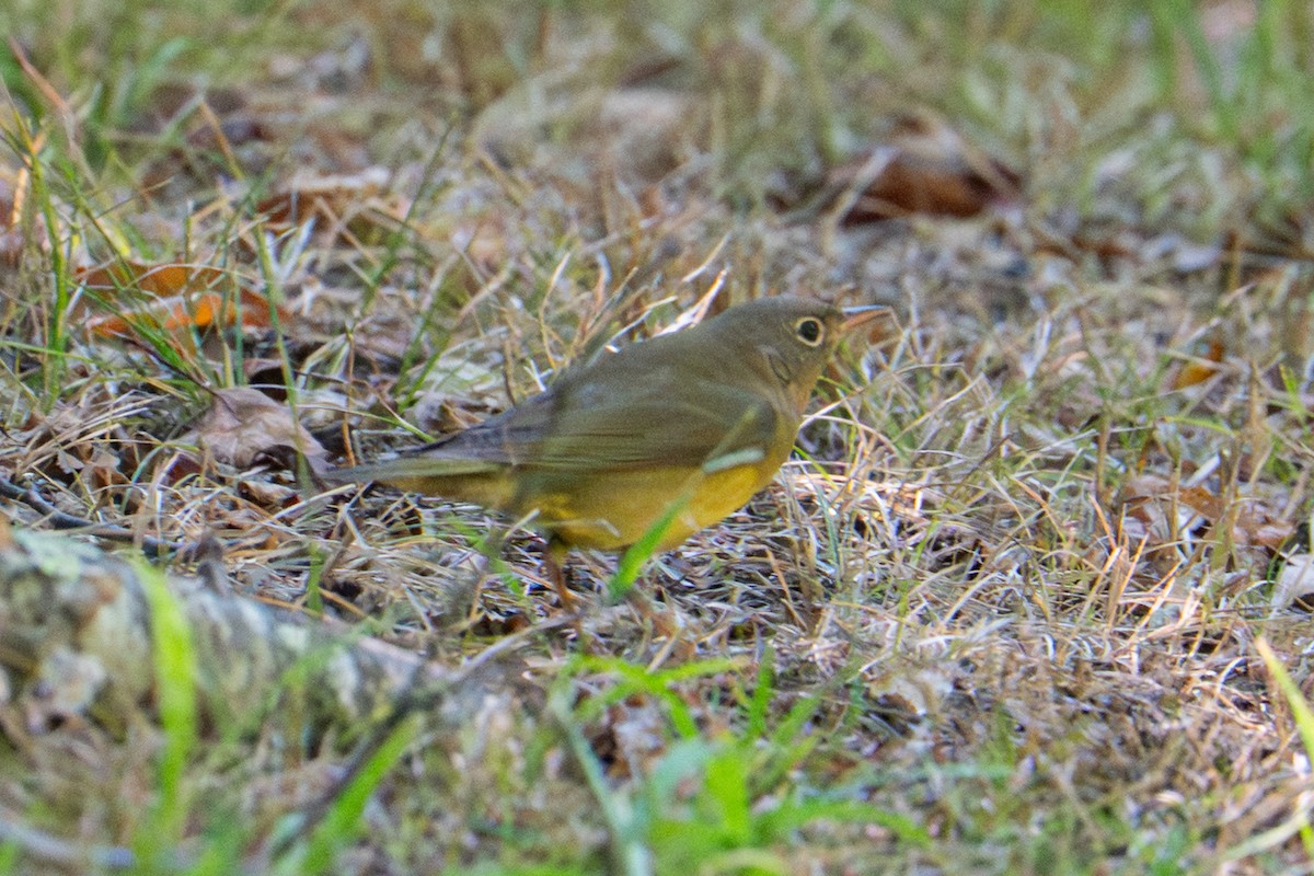 Connecticut Warbler - ML641931723
