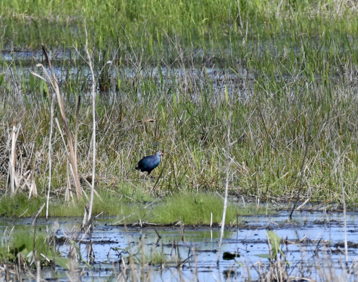 Gray-headed Swamphen - ML641931733