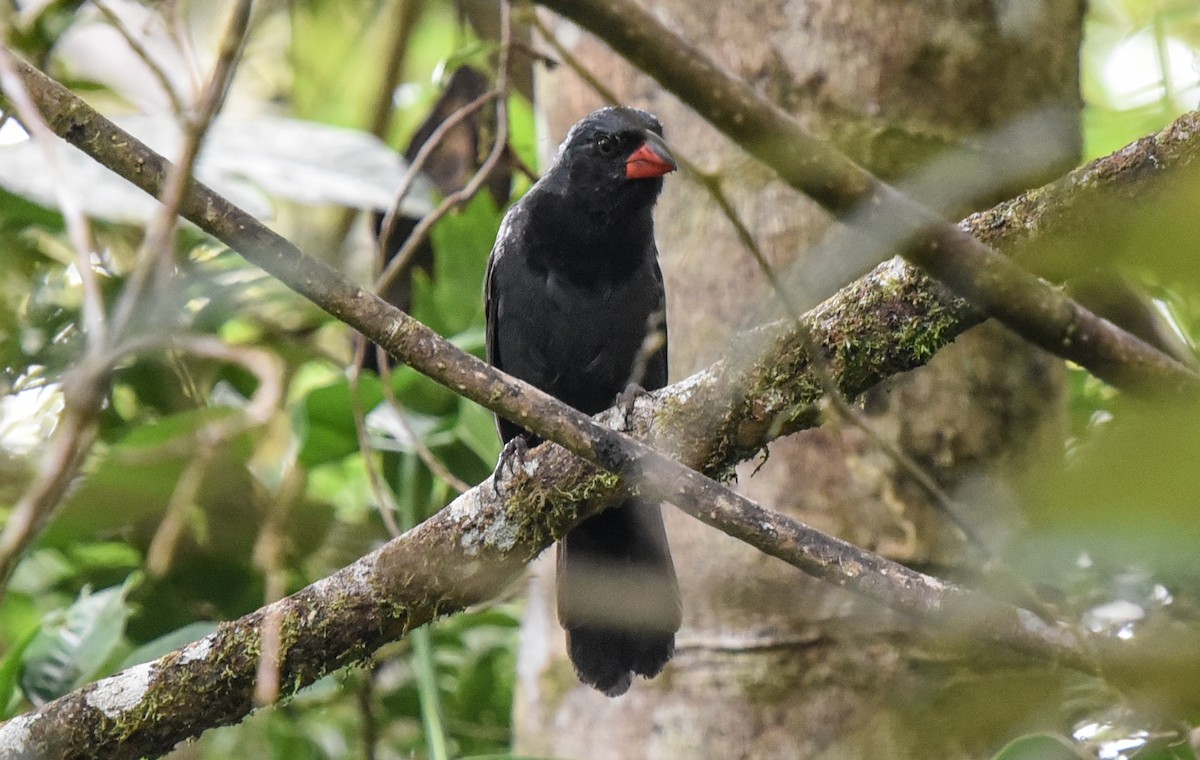Black-throated Grosbeak - Bruce Wedderburn