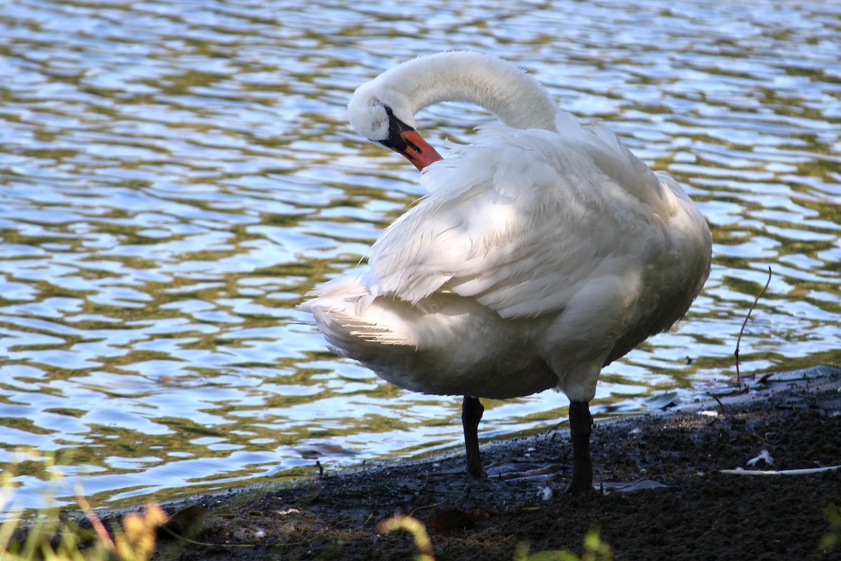 Mute Swan - ML641931746