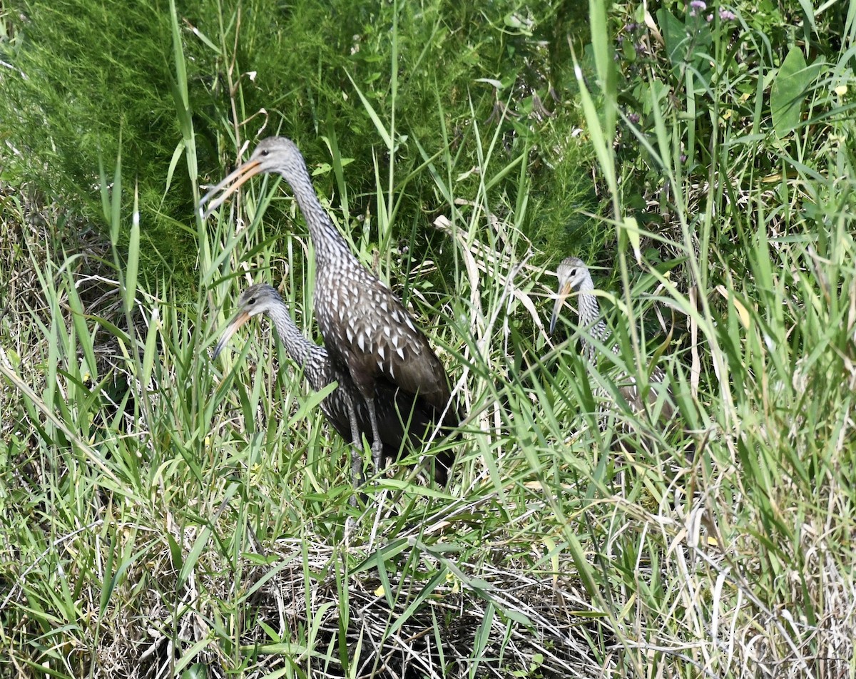 Limpkin - ML641931747