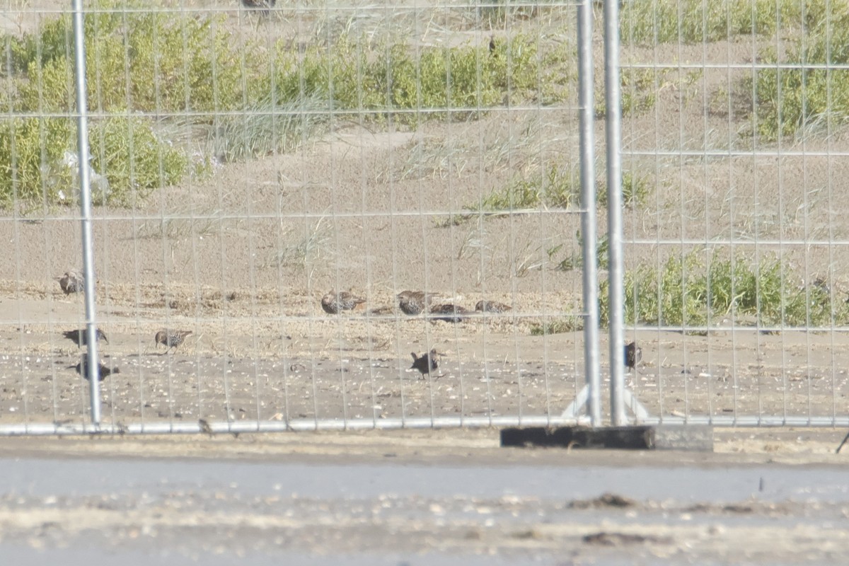 European Starling - ML641931749