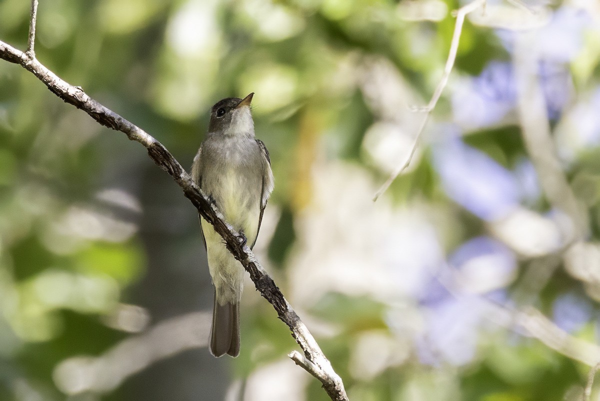 Eastern Wood-Pewee - ML641931758