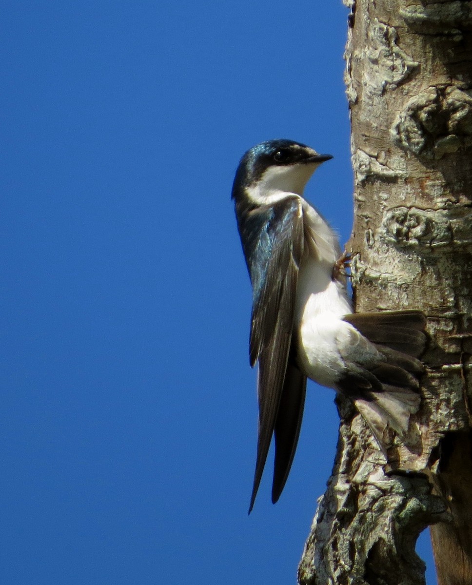 White-rumped Swallow - ML641931761