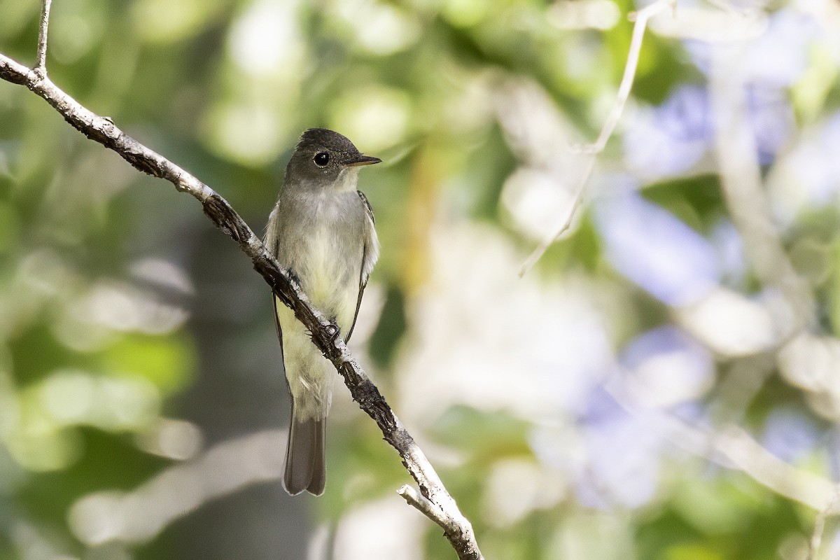 Eastern Wood-Pewee - ML641931762