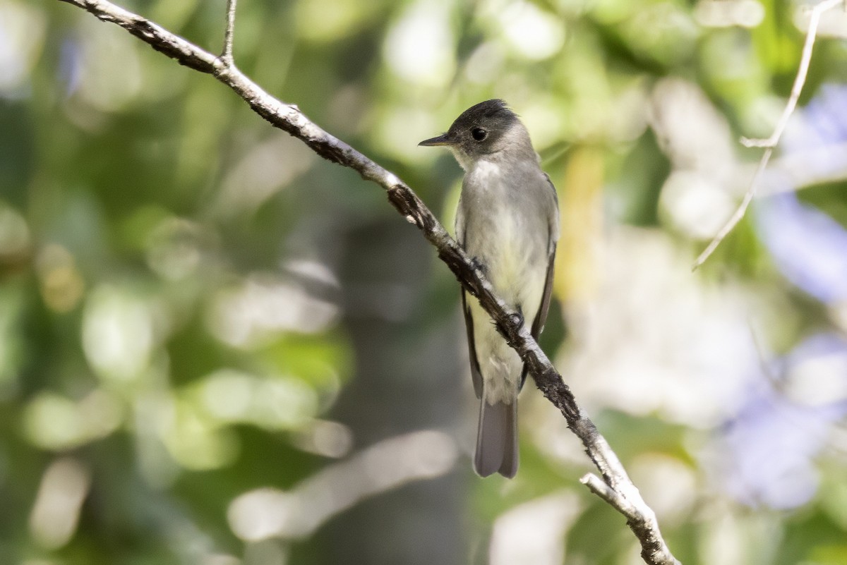 Eastern Wood-Pewee - ML641931764