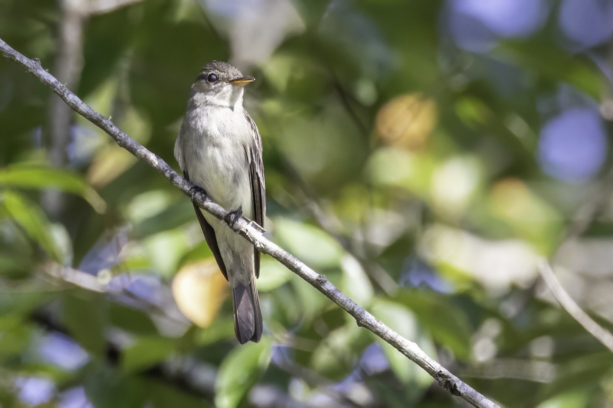 Eastern Wood-Pewee - ML641931766
