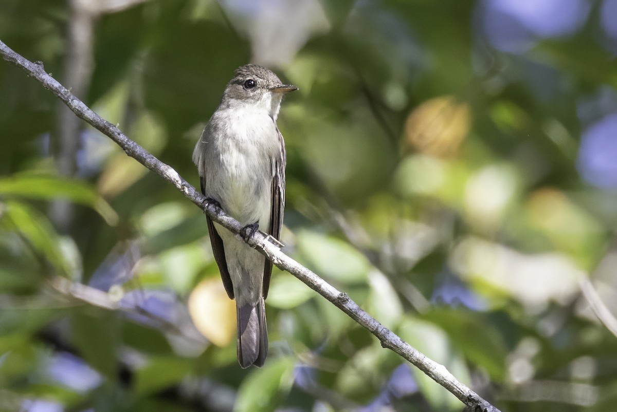 Eastern Wood-Pewee - ML641931769