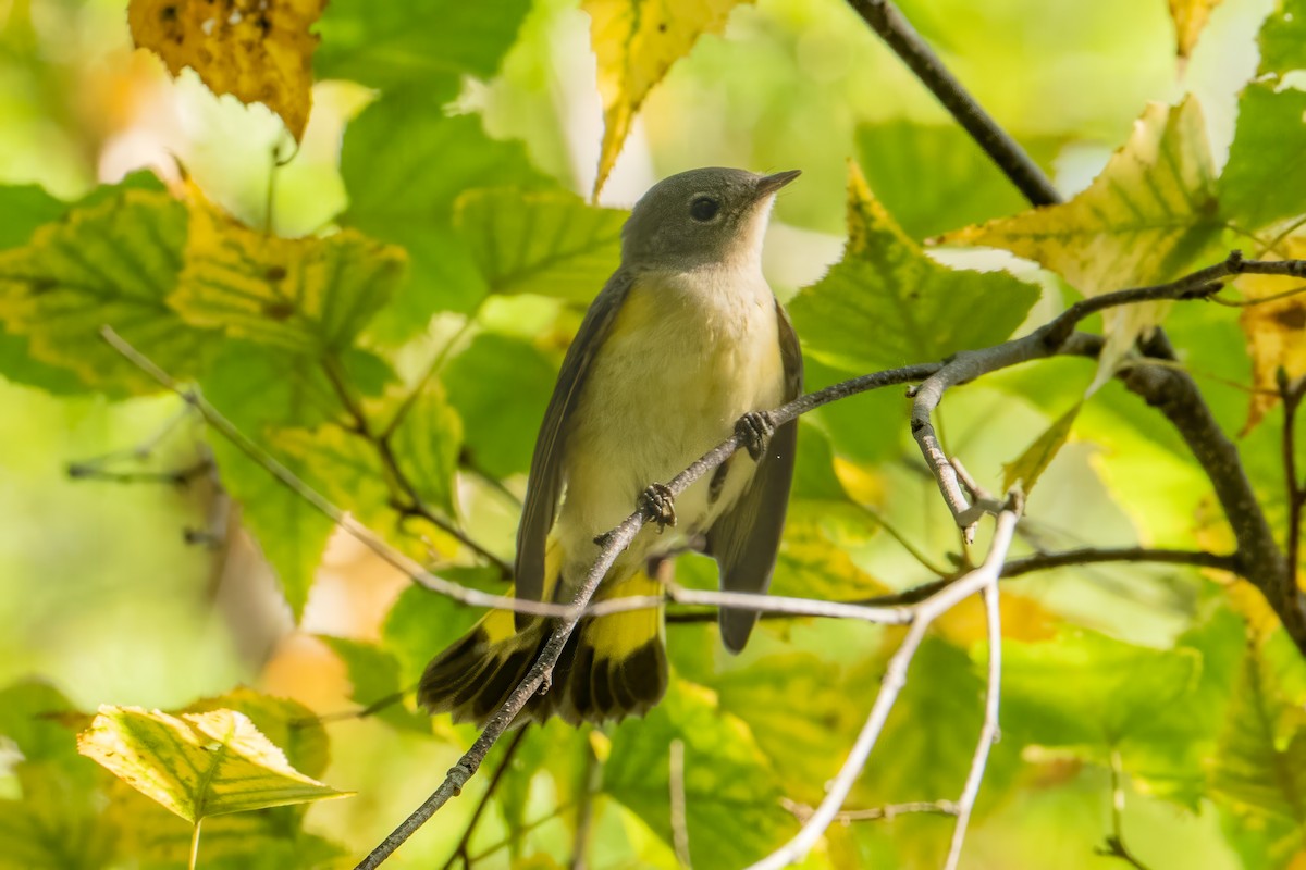 American Redstart - ML641931772