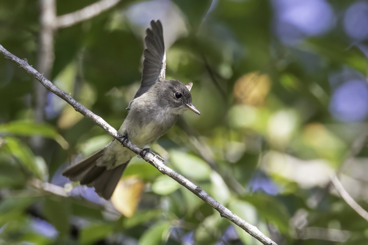 Eastern Wood-Pewee - ML641931773
