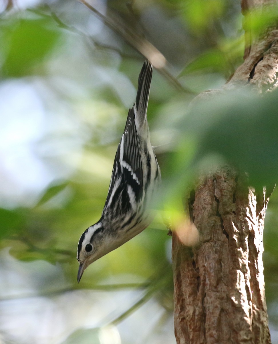 Black-and-white Warbler - ML641931777