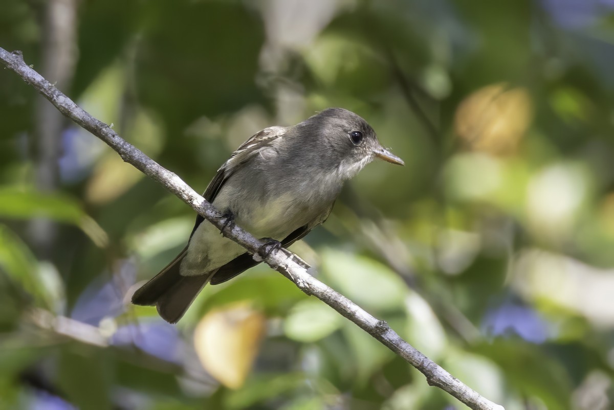 Eastern Wood-Pewee - ML641931778