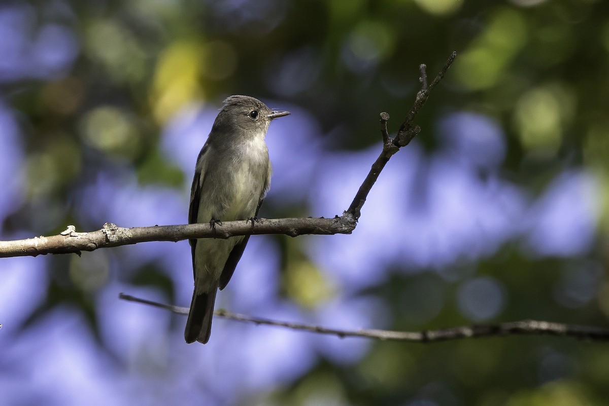 Eastern Wood-Pewee - ML641931779