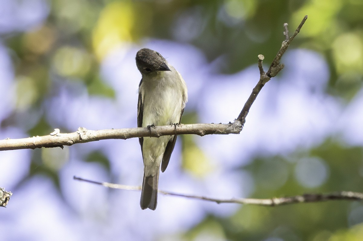 Eastern Wood-Pewee - ML641931781