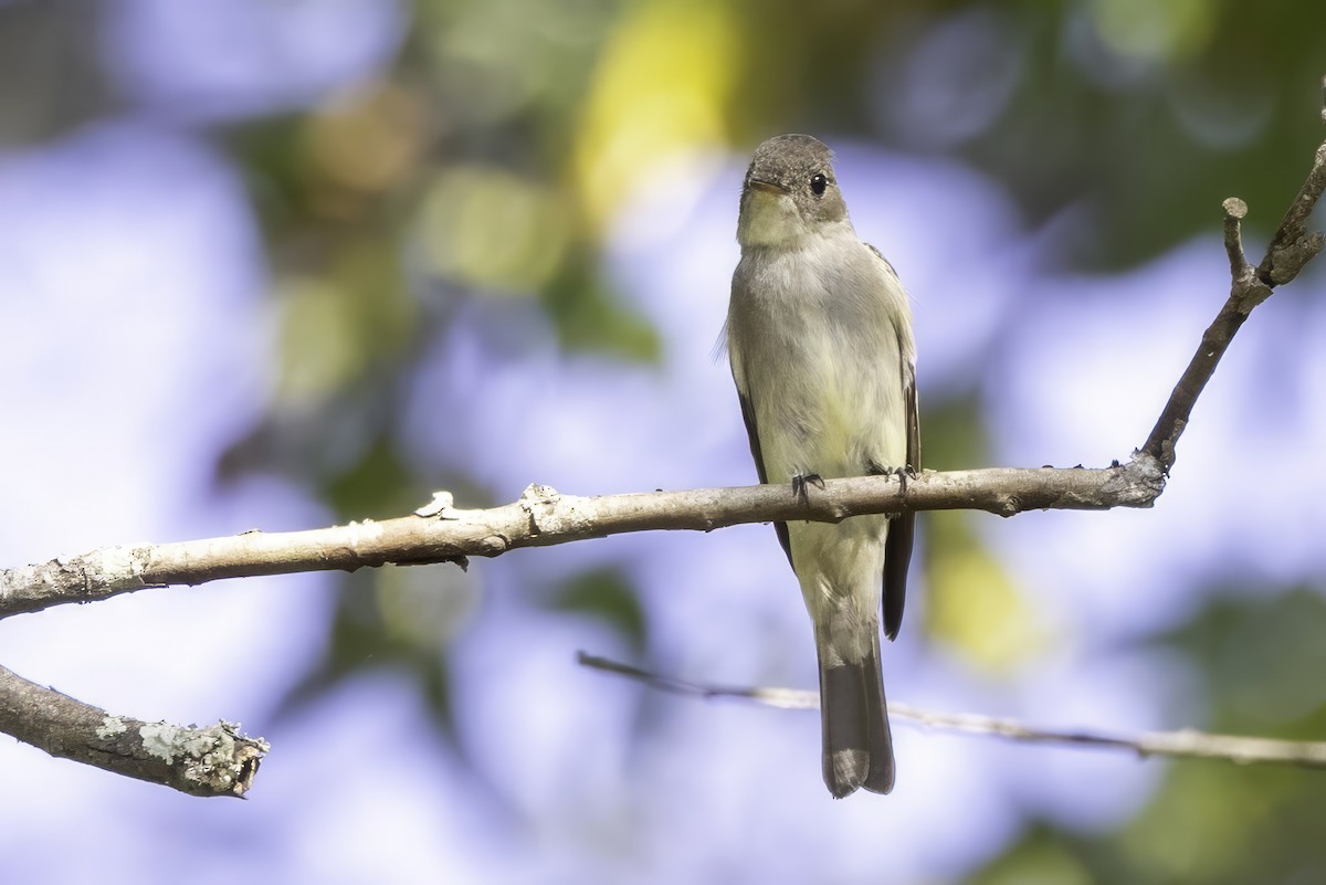 Eastern Wood-Pewee - ML641931786