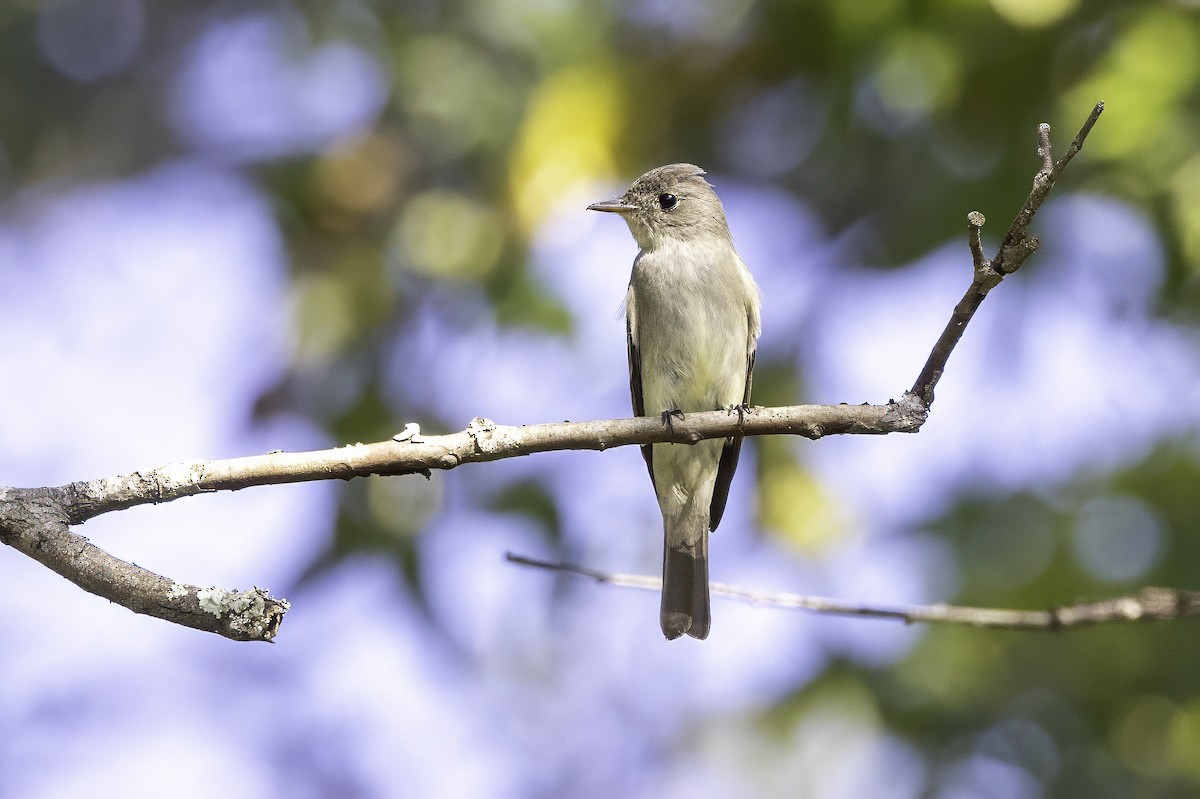 Eastern Wood-Pewee - ML641931790