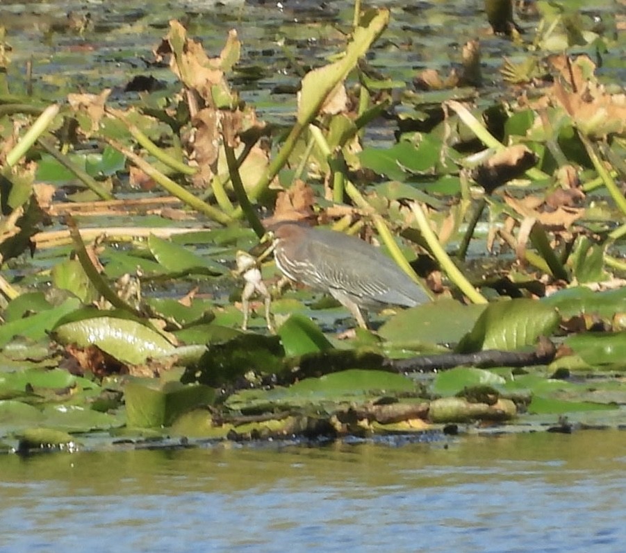 Green Heron - ML641931798