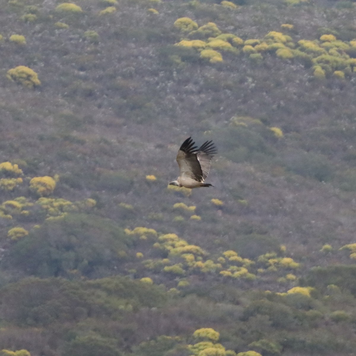 Cape Griffon - ML641931801