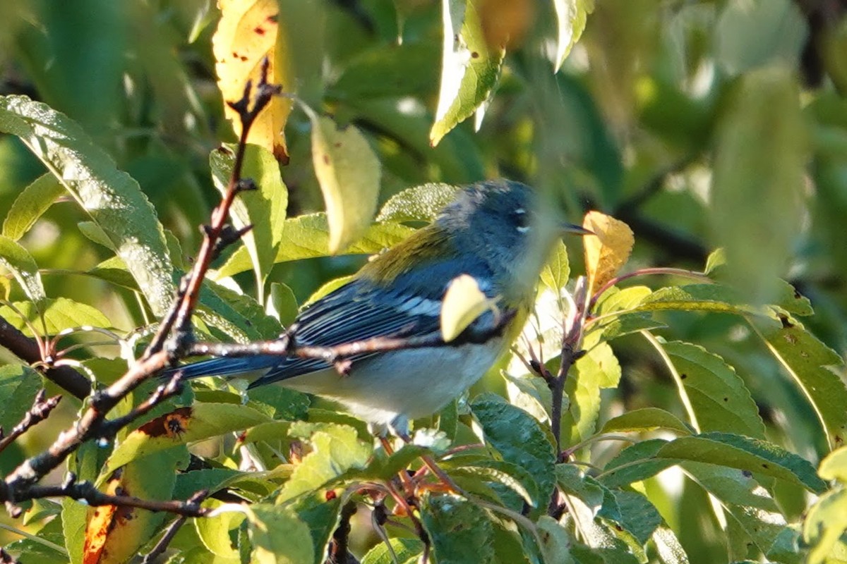 Northern Parula - ML641931802
