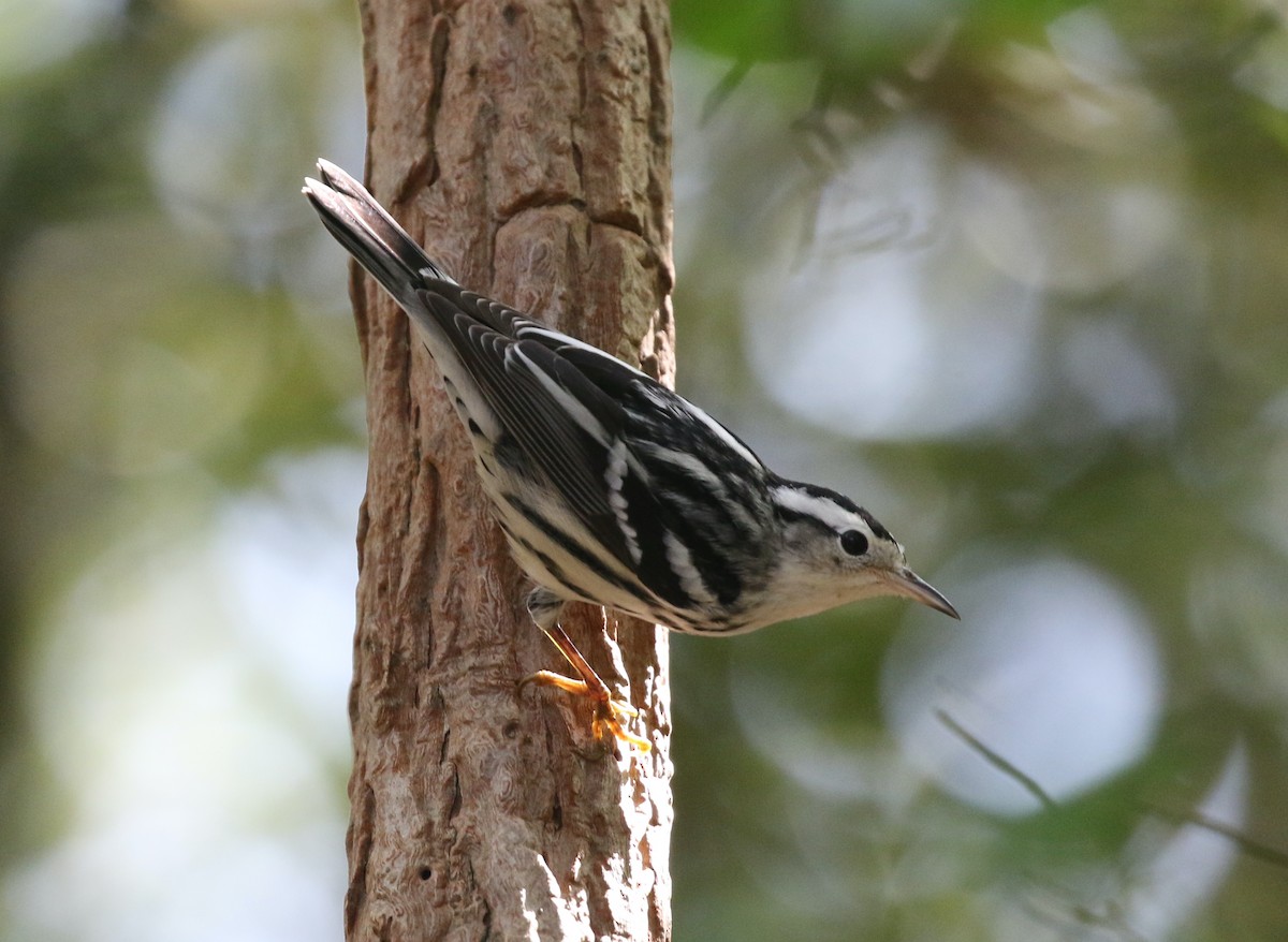 Black-and-white Warbler - ML641931804