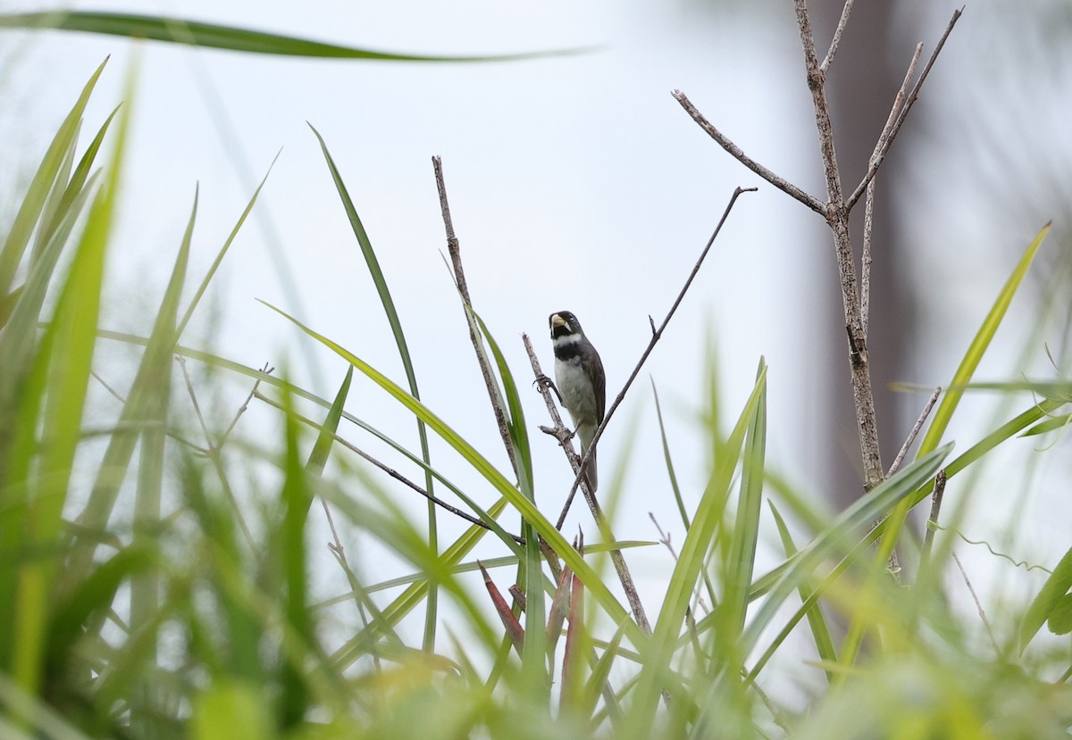 Double-collared Seedeater - ML641931841