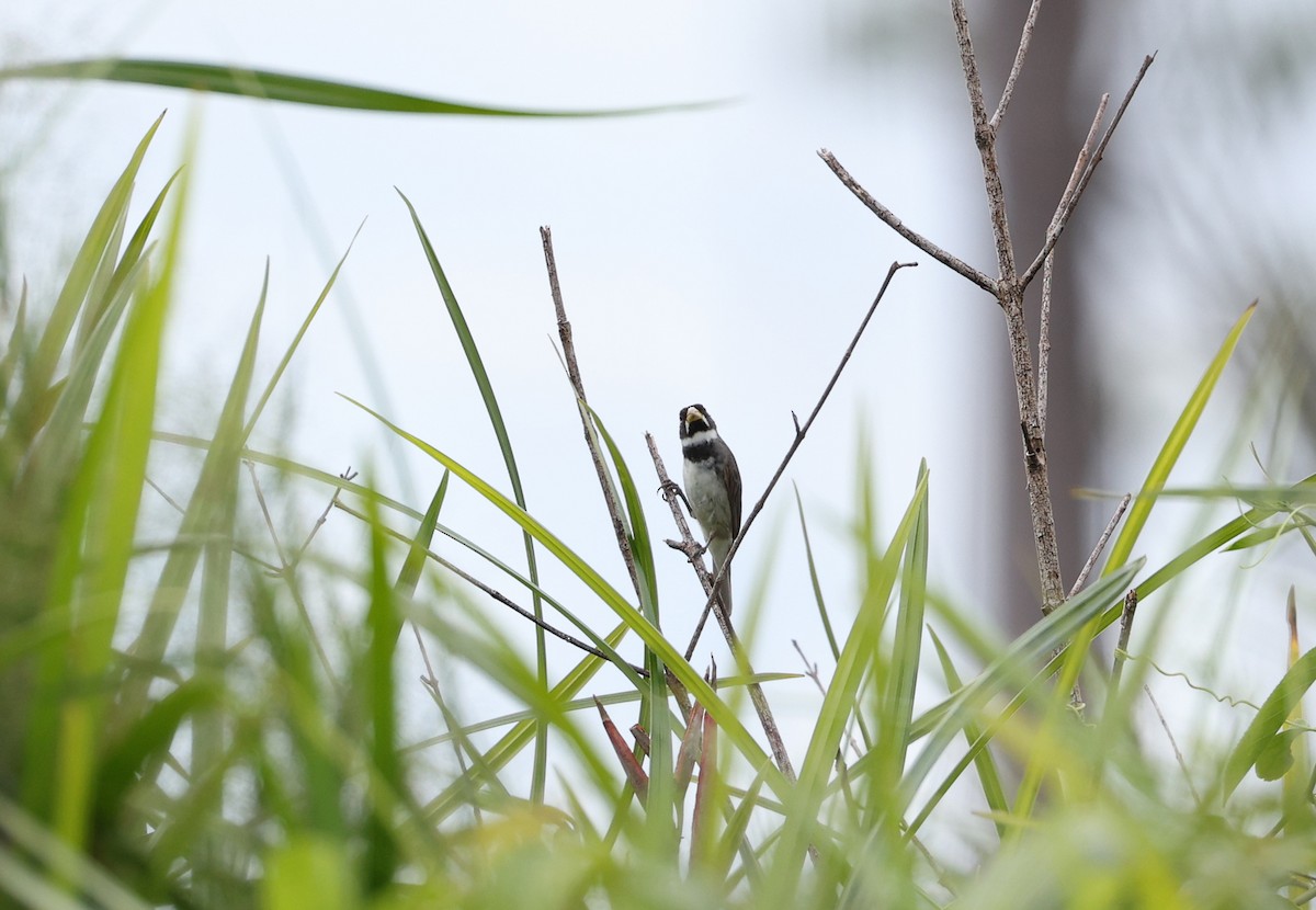 Double-collared Seedeater - ML641931842