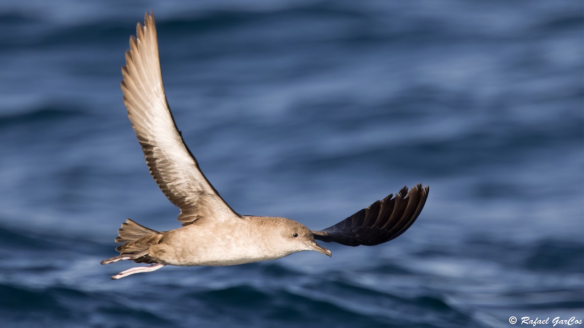 Balearic Shearwater - ML641931844