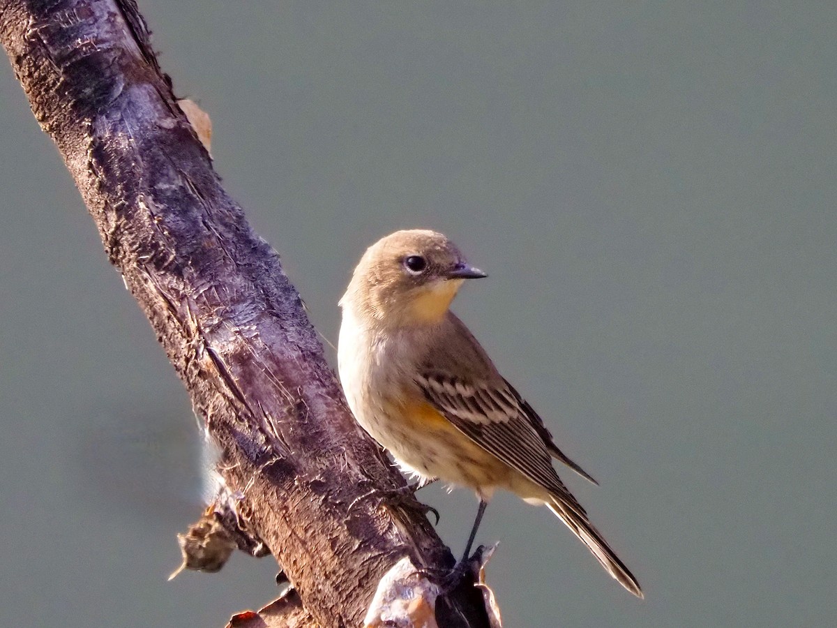 Yellow-rumped Warbler (Audubon's) - ML641931847