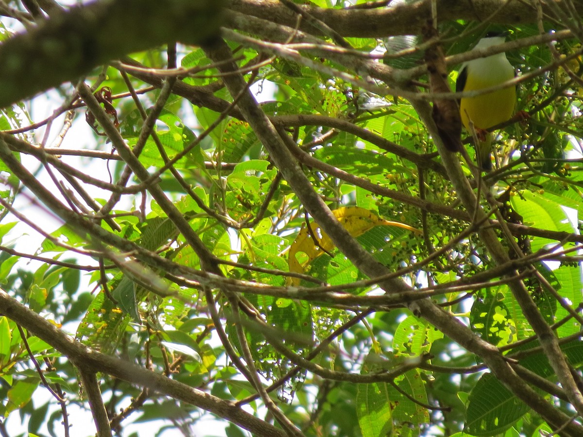 White-collared Manakin - ML641931862