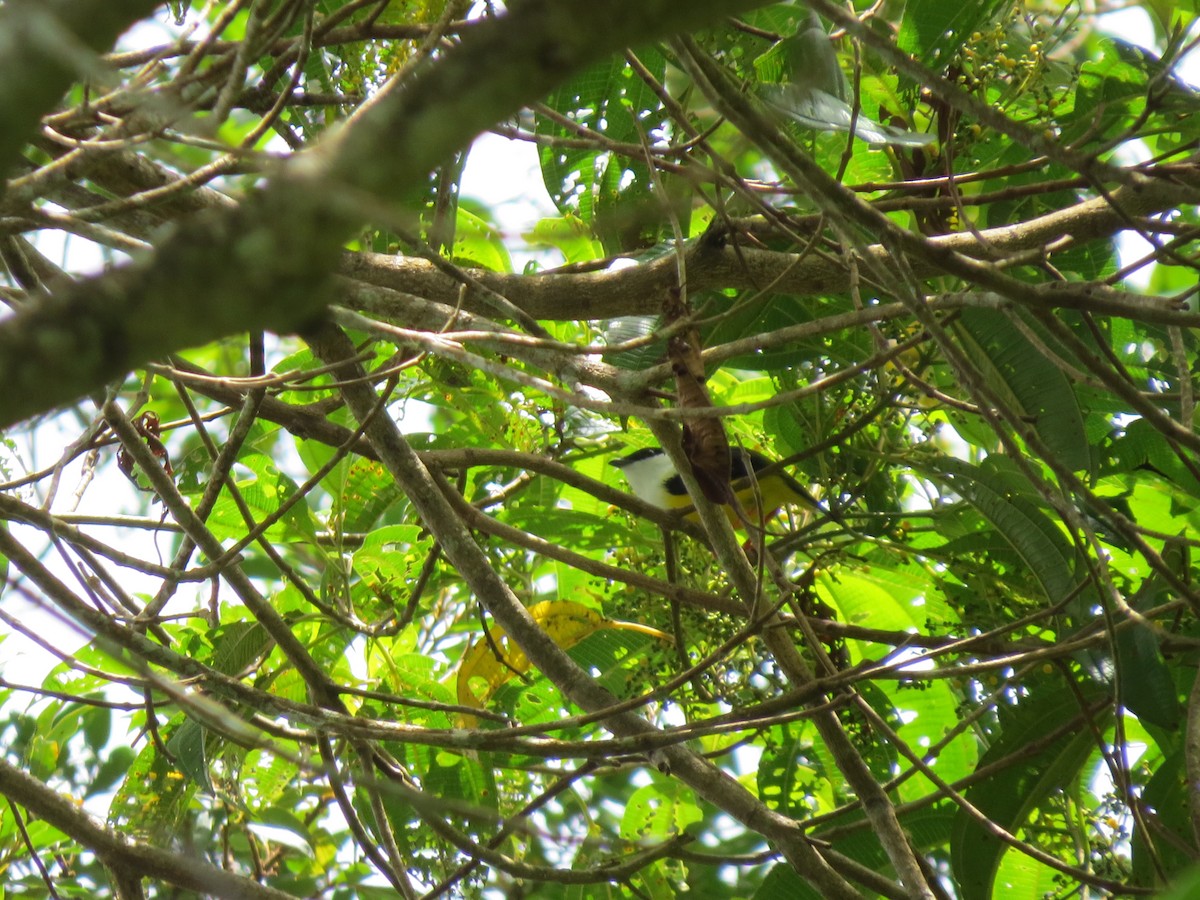 White-collared Manakin - ML641931864