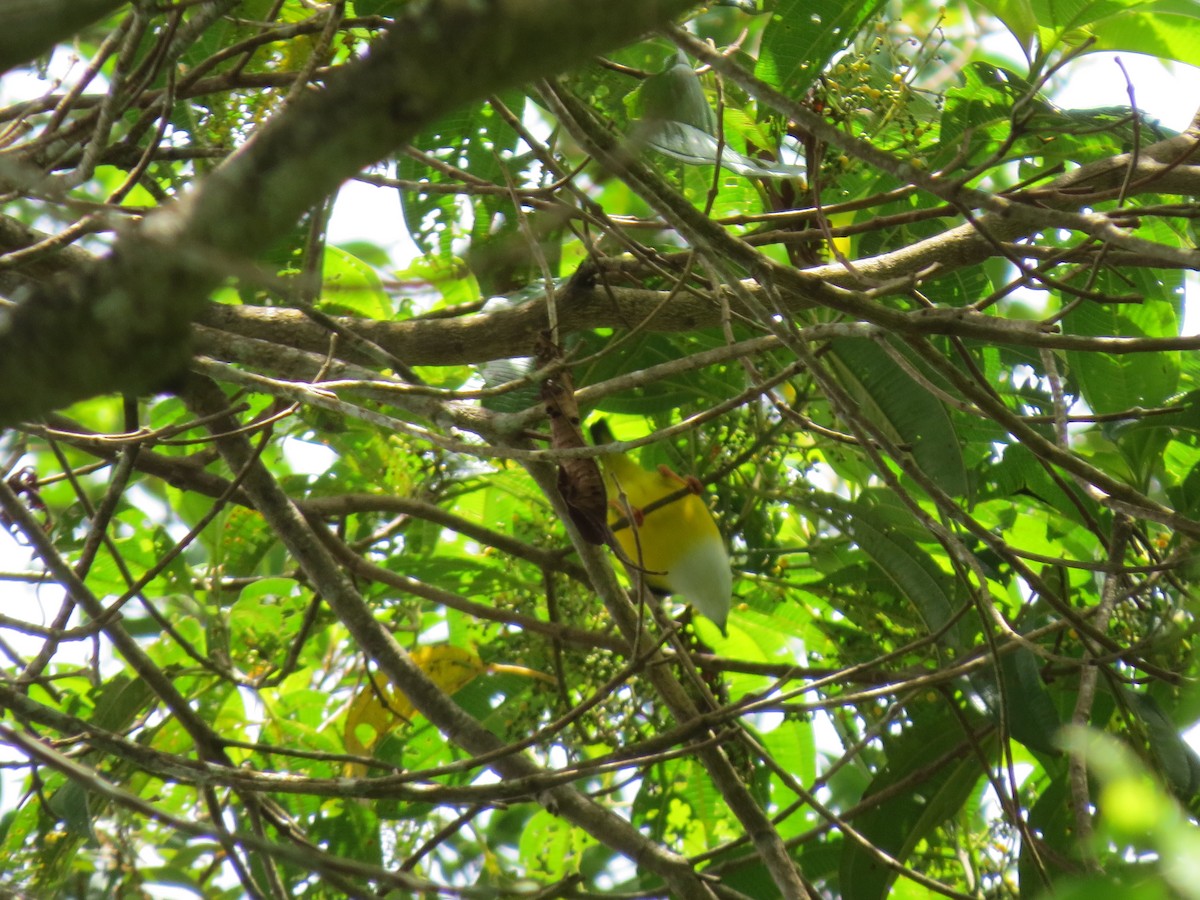 White-collared Manakin - ML641931874