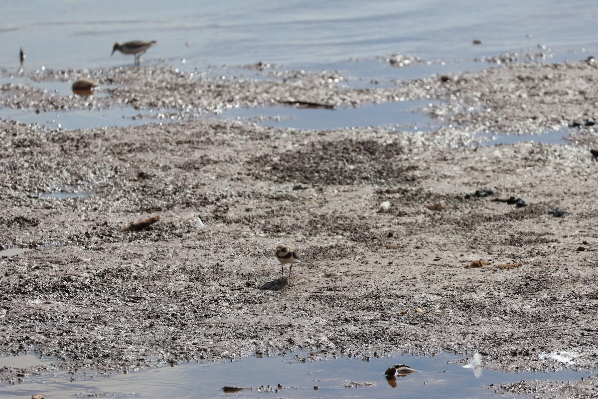 Semipalmated Plover - ML641931877