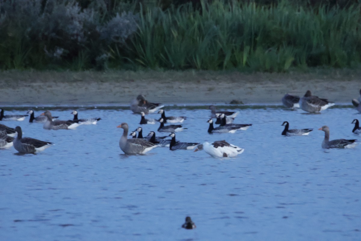 Barnacle Goose - ML641931879