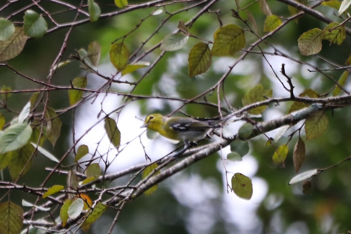 Sarı Gerdanlı Vireo - ML641931881