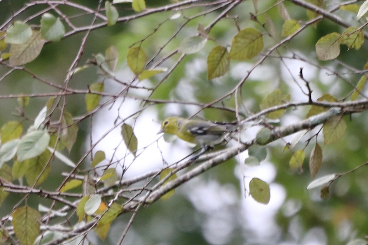 Sarı Gerdanlı Vireo - ML641931882