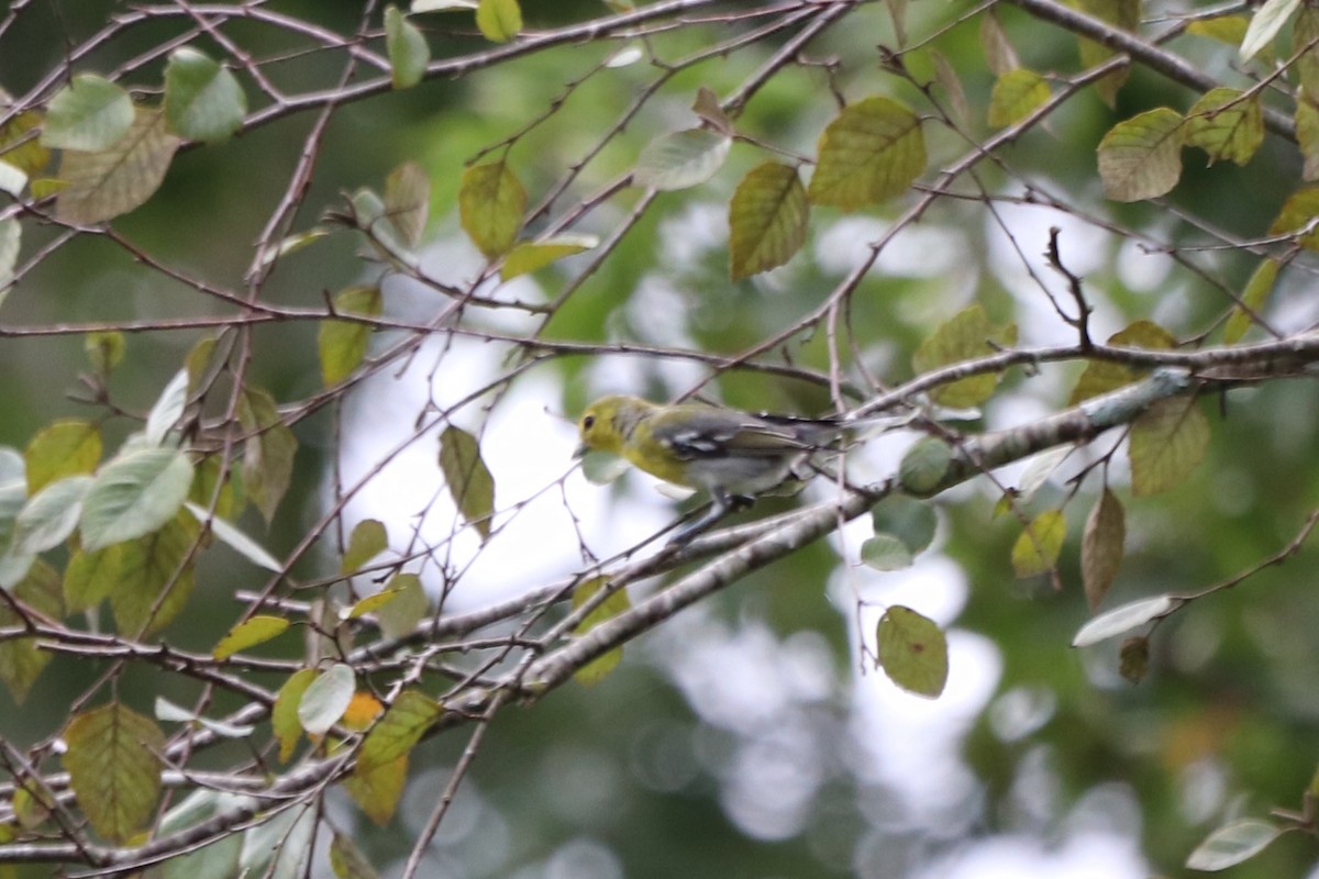 Sarı Gerdanlı Vireo - ML641931883