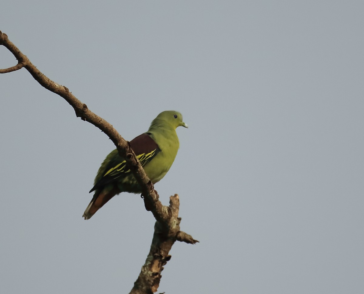 Gray-fronted Green-Pigeon - ML641931900