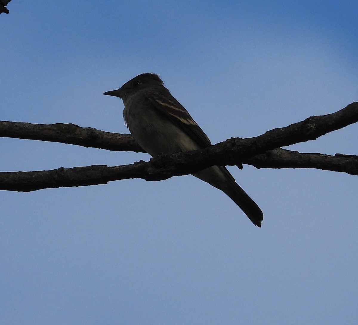 Eastern Wood-Pewee - ML641931904