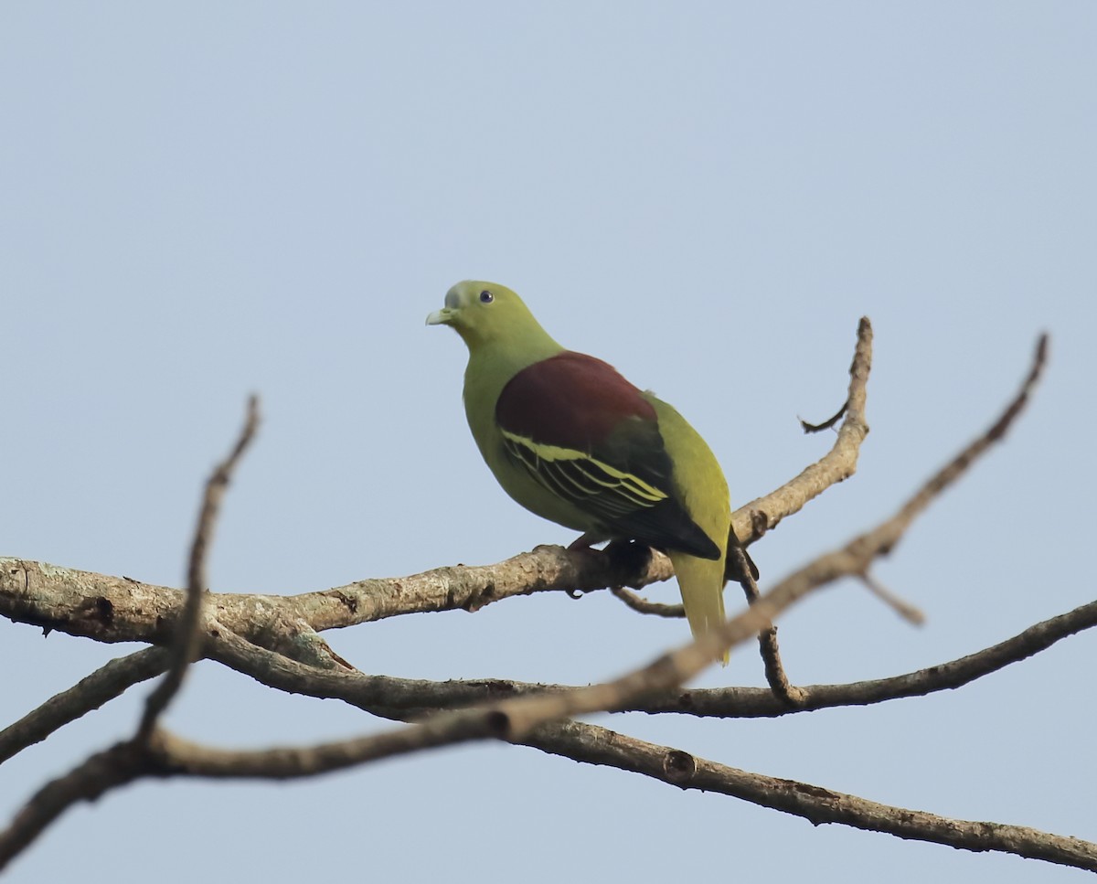 Gray-fronted Green-Pigeon - ML641931910
