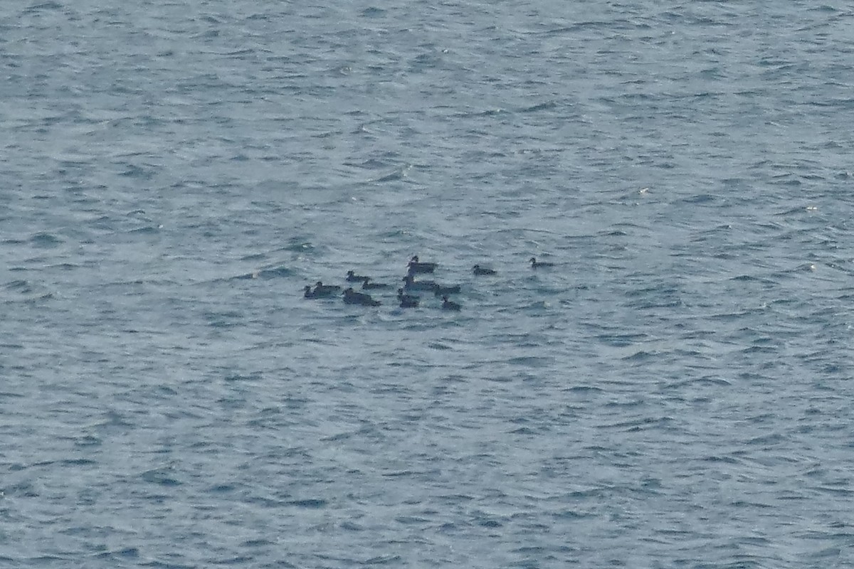Common Scoter - ML641931925
