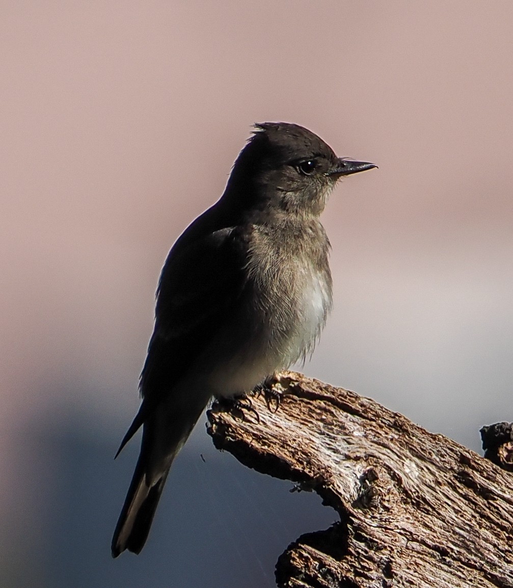 Western Wood-Pewee - ML641931959