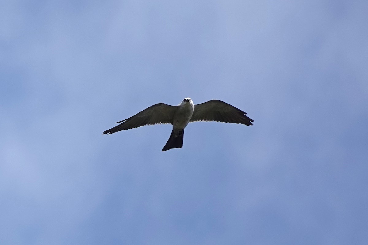 Mississippi Kite - ML641931979