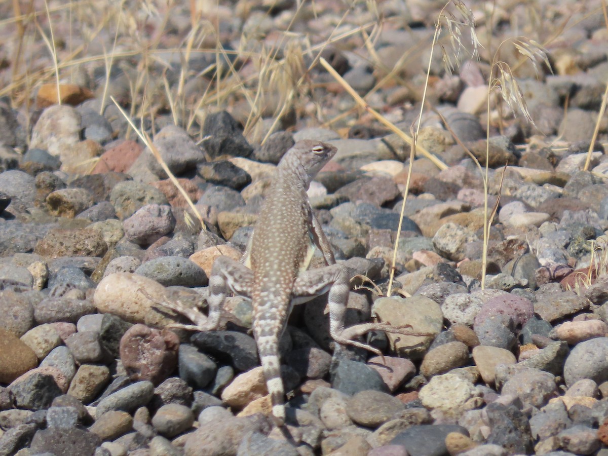 Nevada Zebratail Lizard - ML641931989