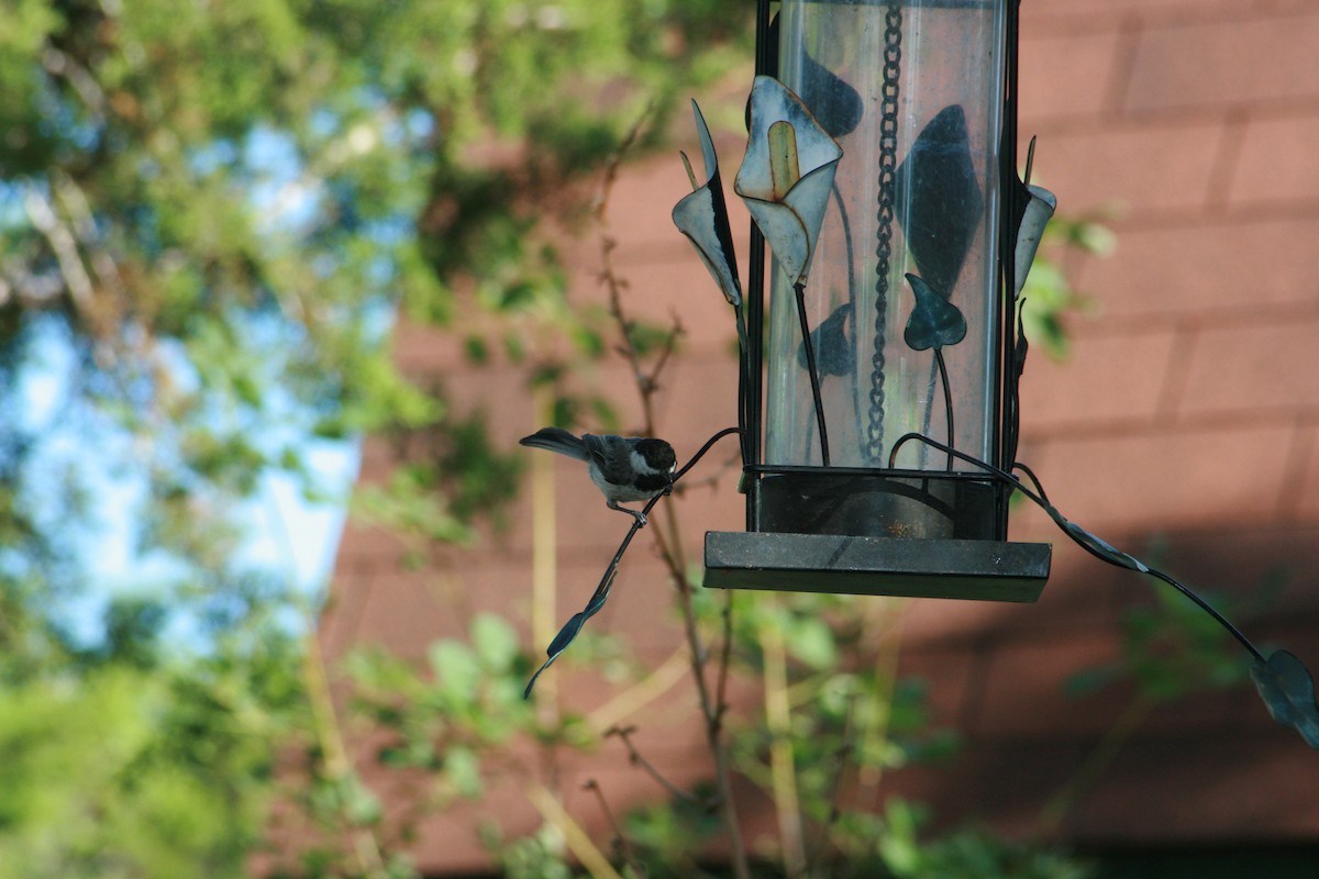 Carolina Chickadee - ML641932018