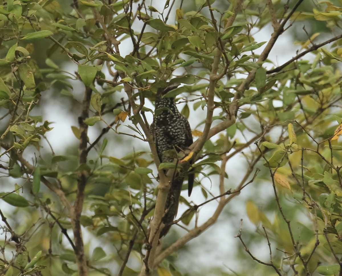 Asian Koel - ML641932023