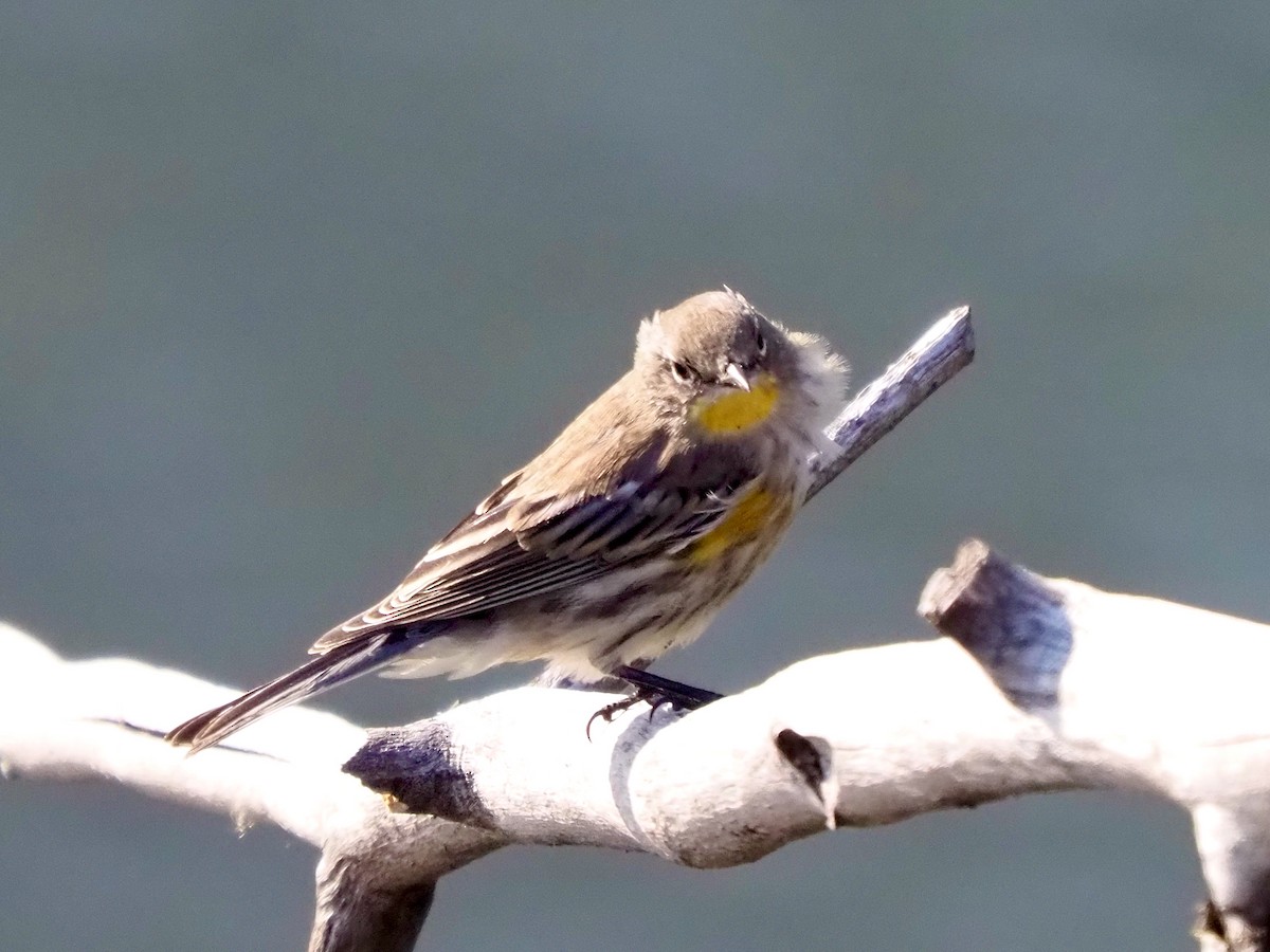 Yellow-rumped Warbler (Audubon's) - ML641932036
